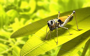 yellow and white grasshopper on green leaf plant